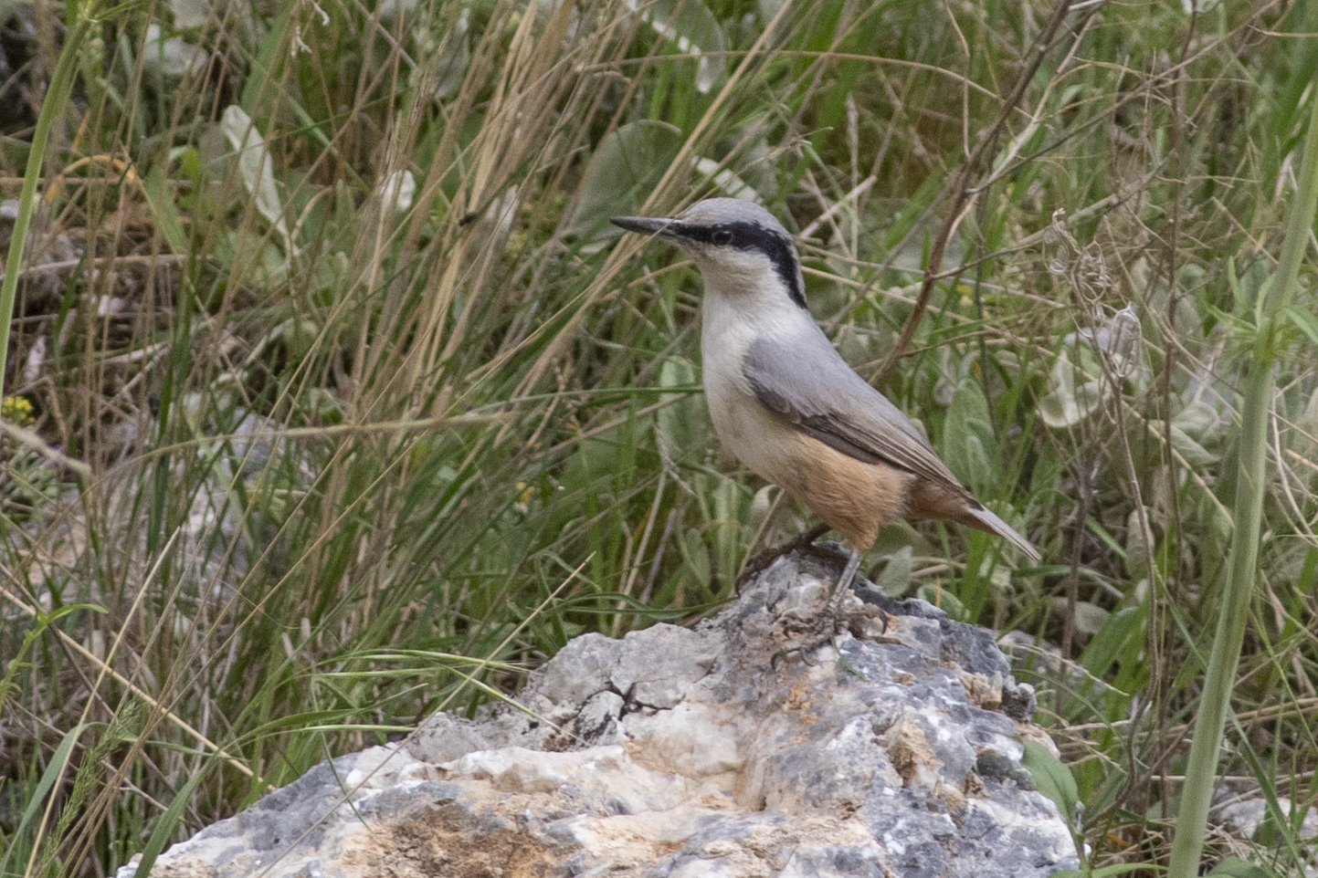 Eastern Rock Nuthatch